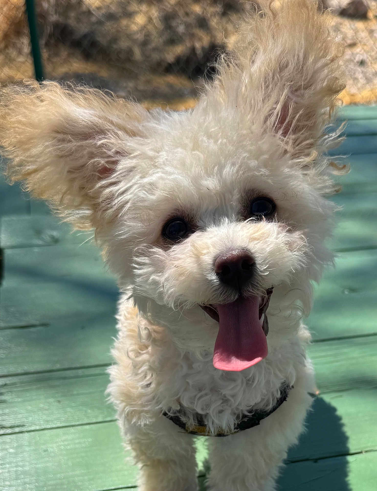Daisy joined the competition — help win amazing prizes! dog, white, curly_fur, tongue_out, ears_up, pet, canine, happy, outdoor, sunlight, green_deck, playful, close_up, portrait, animal, cute, fur, friendly, daylight, smiling