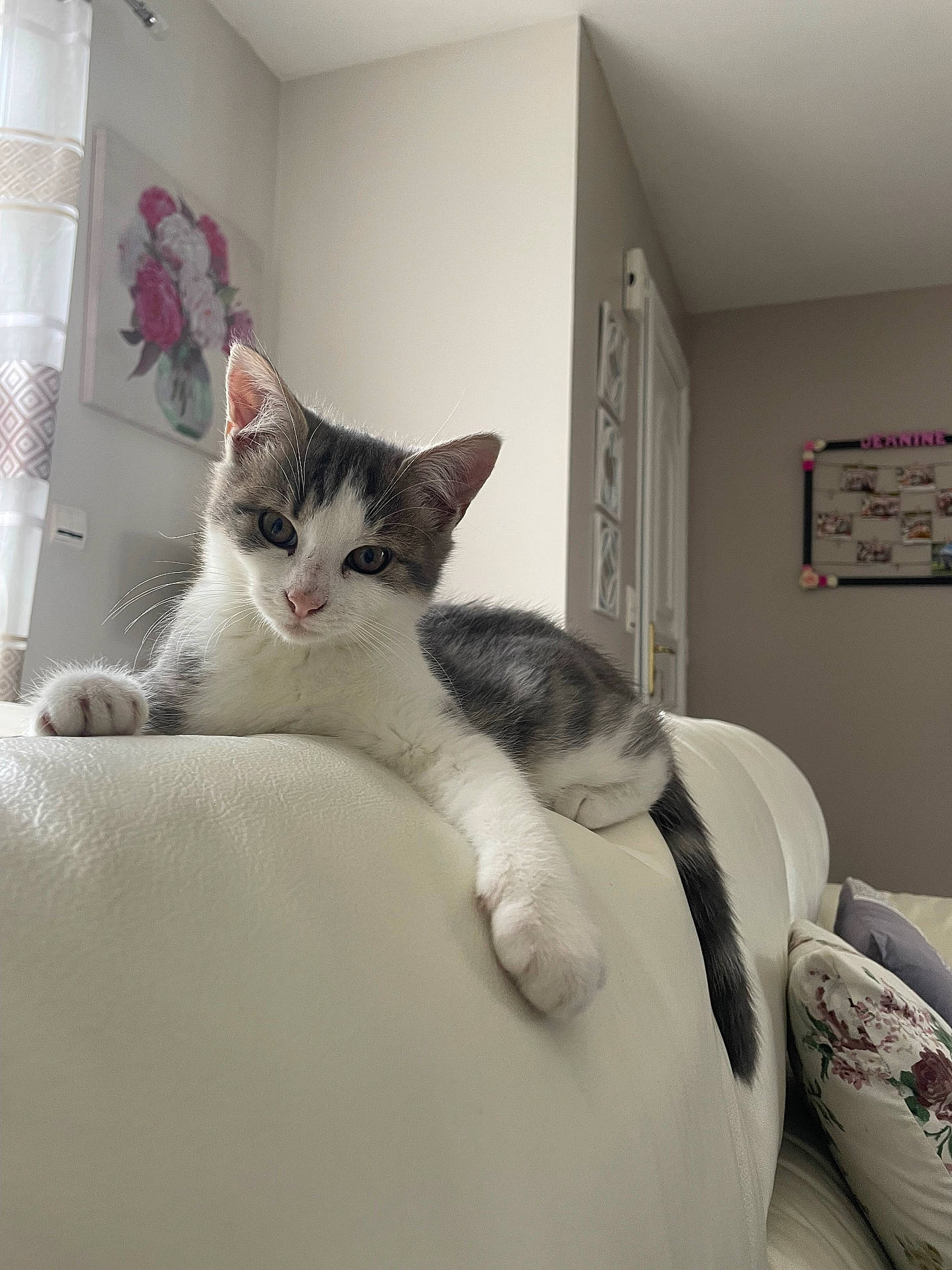 Alfy participe au concours pour gagner de l'argent avec cette photo : abyssinian, animal, architecture, armchair, bed, building, cat, chair, couch, cushion, furniture, homedecor, indoors, kitten, livingroom, manx, pet, room, shelf, siamese