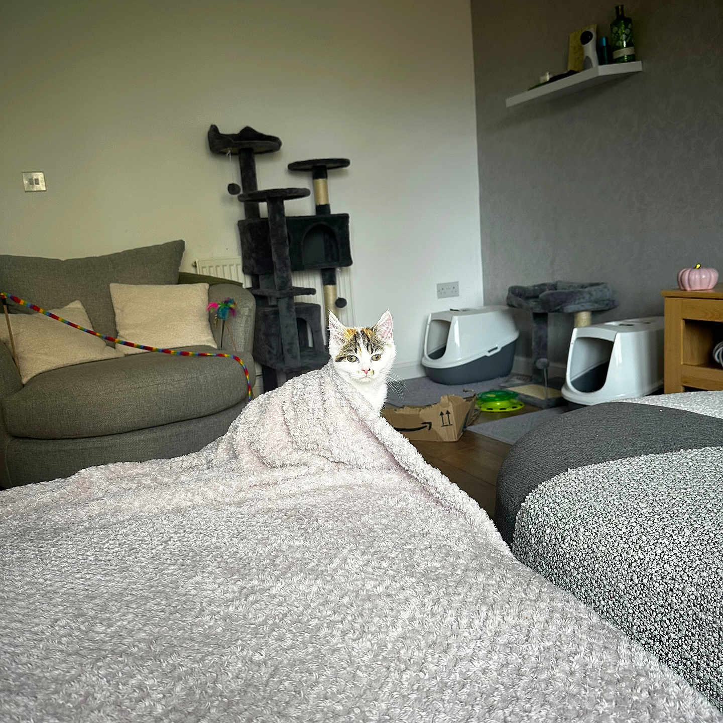 Suki is registered to the contest to win money with this photo: animal, architecture, bed, bedroom, blanket, box, building, cat, couch, cross, cushion, furniture, homedecor, indoors, interiordesign, livingroom, pet, room, symbol, wood