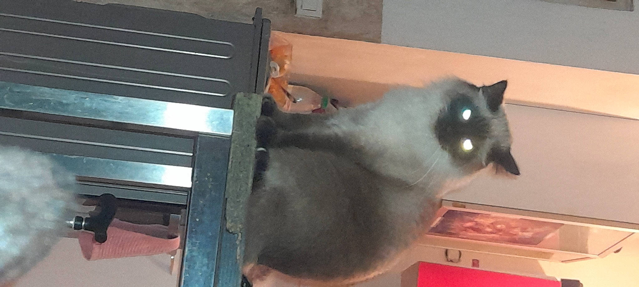 Guess a rejoint le concours — aidez-le/la à gagner de superbes lots ! box, cabinetry, carnivore, cat, cat_supply, domestic_short_haired_cat, fawn, felidae, fur, room, small_to_medium_sized_cats, snout, tail, whiskers, wood