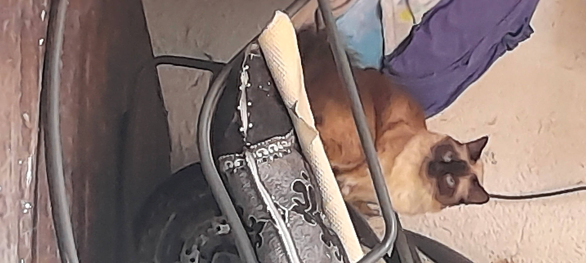 Guess participe au concours pour gagner de l'argent avec cette photo : bag, canidae, carnivore, comfort, companion_dog, dog, dog_breed, fashion_accessory, fawn, felidae, linens, luggage_and_bags, pet_supply, siamese, small_to_medium_sized_cats, sporting_group, thai, toy_dog, whiskers, working_animal