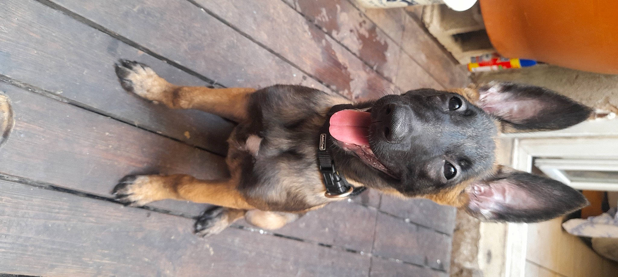 Cheyenne participe au concours pour gagner de l'argent avec cette photo : canidae, carnivore, collar, companion_dog, dog, dog_breed, dog_collar, fawn, fur, guard_dog, paw, pet_supply, sporting_group, street_dog, tail, terrestrial_animal, whiskers, working_animal, working_dog