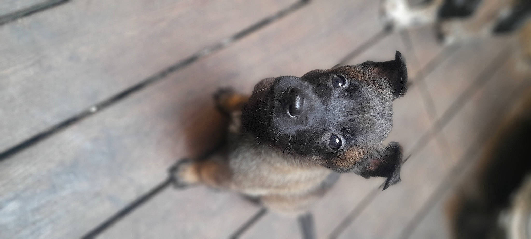 Cheyenne a rejoint le concours — aidez-le/la à gagner de superbes lots ! canidae, carnivore, companion_dog, dog, dog_breed, fawn, flooring, fur, grey, paw, puppy, snout, sporting_group, terrestrial_animal, whiskers, wood, working_animal, working_dog