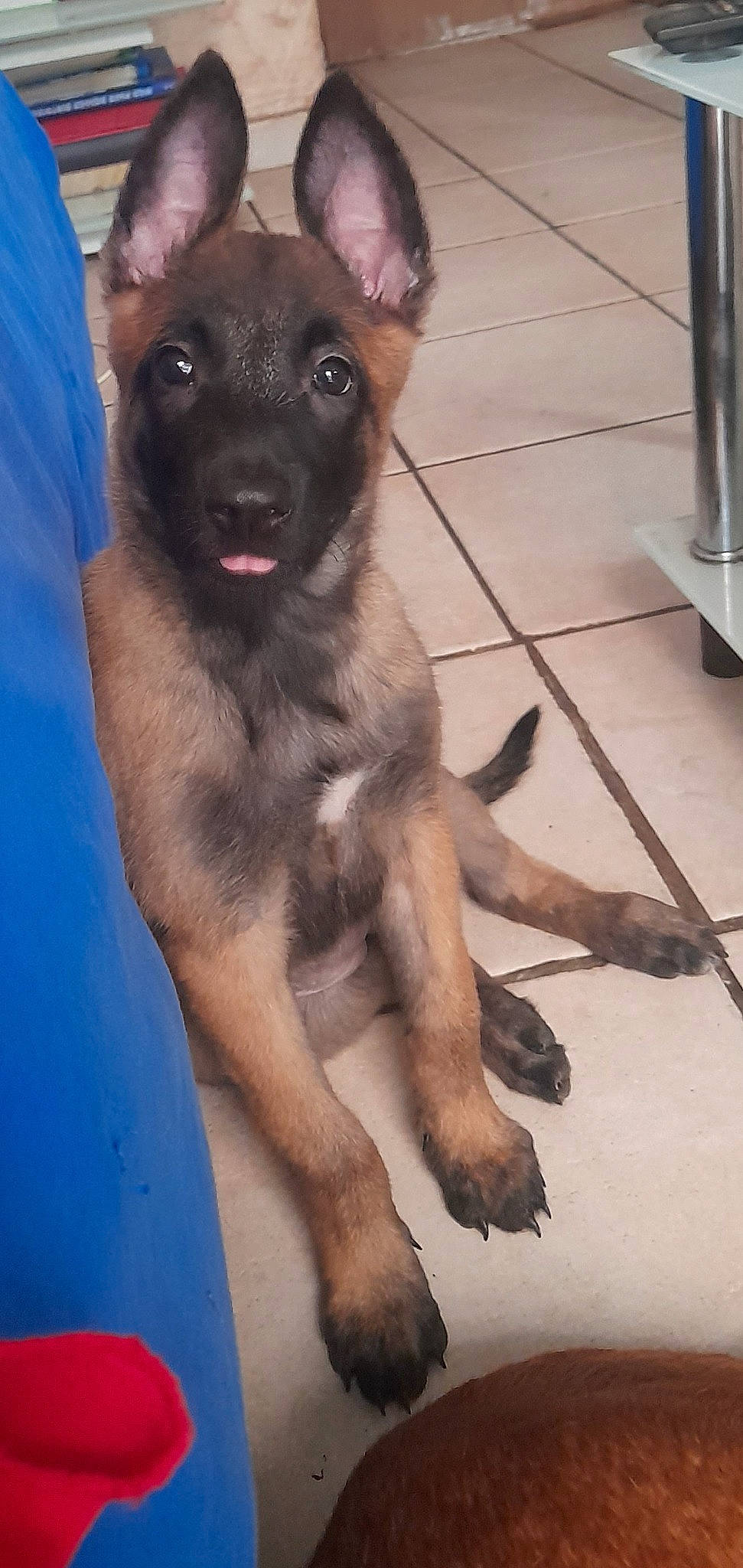 Cheyenne participe au concours pour gagner de l'argent avec cette photo : canidae, carnivore, companion_dog, dog, dog_breed, dog_supply, fawn, fur, german_shepherd_dog, guard_dog, old_german_shepherd_dog, paw, pet_supply, snout, sporting_group, terrestrial_animal, toy_dog, whiskers, working_animal, working_dog