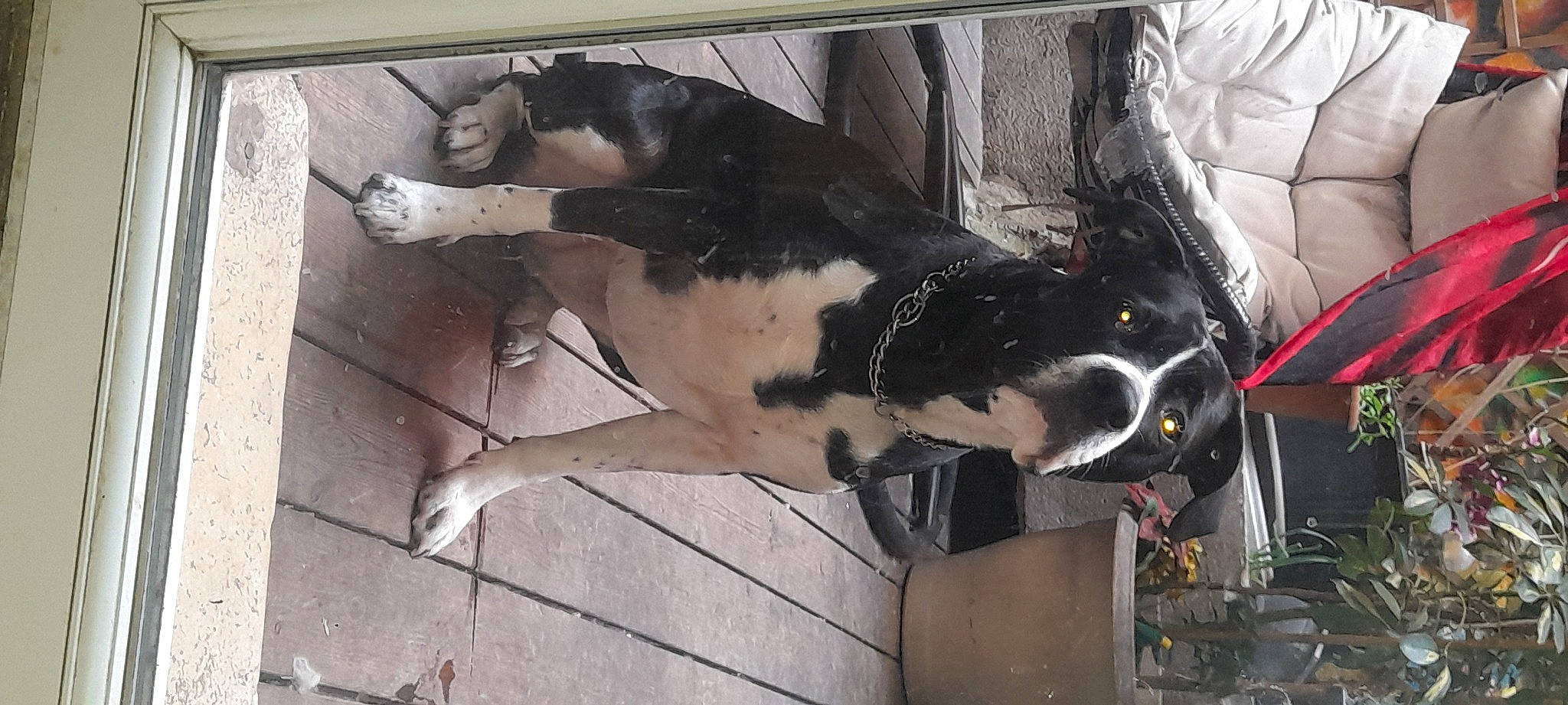 Texas a rejoint le concours — aidez-le/la à gagner de superbes lots ! art, bovine, canidae, dog_breed, door, flooring, fur, guard_dog, human_leg, pack_animal, painting, sculpture, sporting_group, tail, tree, visual_arts, wood, working_animal