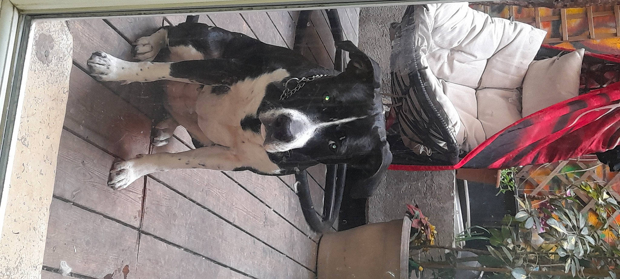 Texas participe au concours pour gagner de l'argent avec cette photo : art, canidae, carmine, carnivore, collar, companion_dog, dog, dog_breed, dog_collar, fawn, fur, guard_dog, plant, snout, sporting_group, street_dog, tail, window, wood, working_animal