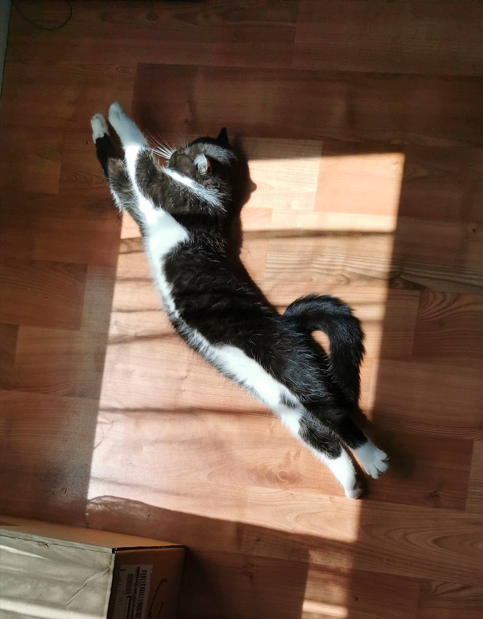 Bubble participe au concours pour gagner de l'argent avec cette photo : beak, carnivore, cat, claw, comfort, dog_breed, feather, felidae, flooring, fur, hardwood, small_to_medium_sized_cats, snout, sporting_group, tail, terrestrial_animal, whiskers, wildlife, wood, wood_stain