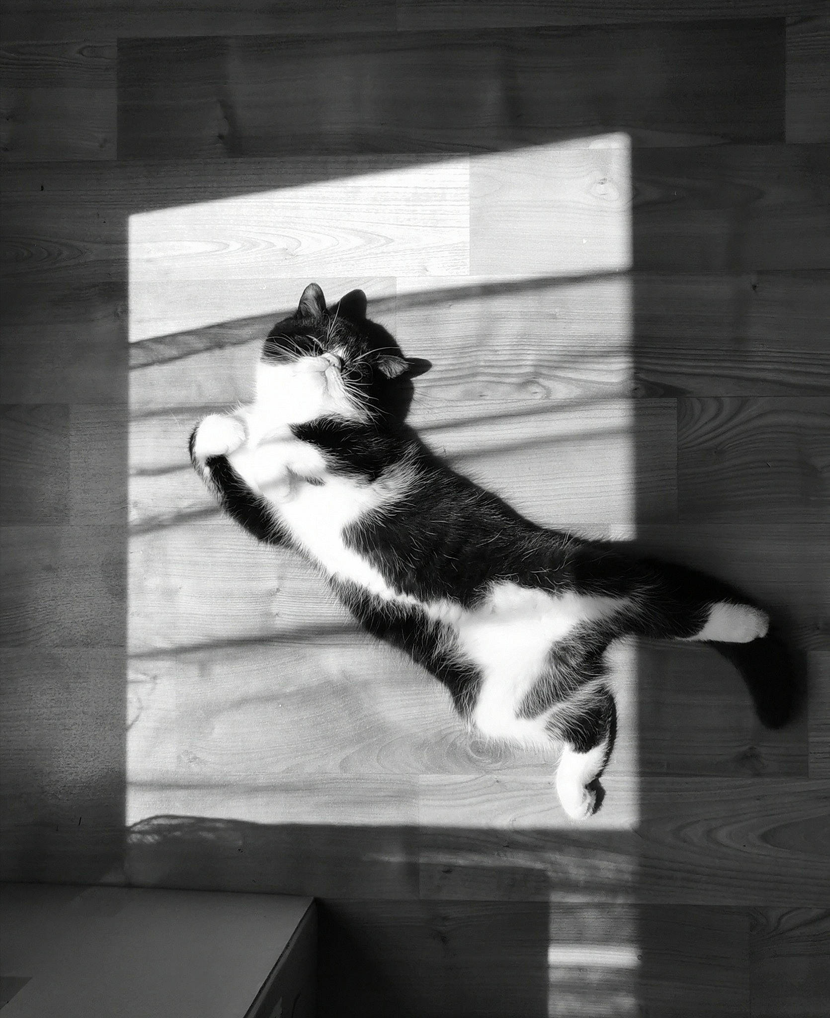 Bubble a rejoint le concours — aidez-le/la à gagner de superbes lots ! black_and_white, carnivore, cat, domestic_short_haired_cat, felidae, fur, grey, leg, monochrome, monochrome_photography, paw, small_to_medium_sized_cats, snout, style, tail, tints_and_shades, tree, whiskers, window, wood