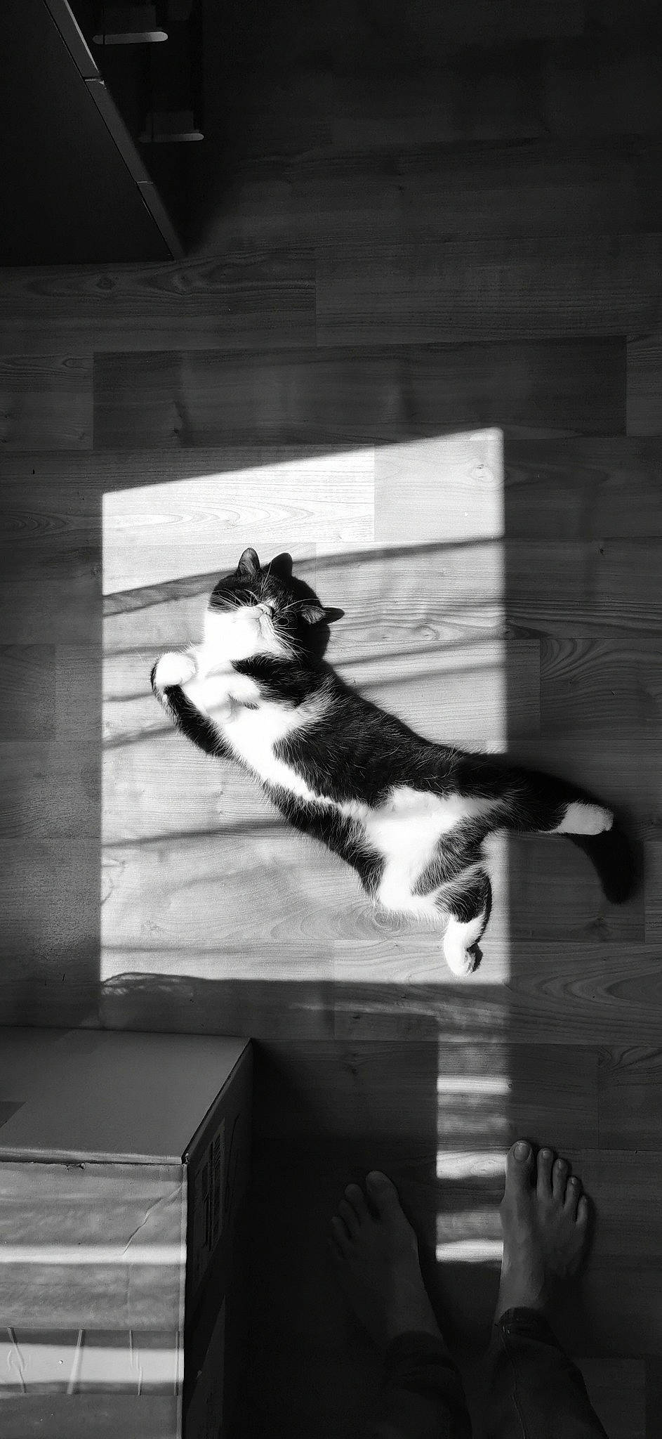 Bubble participe au concours pour gagner de l'argent avec cette photo : black, black_and_white, carnivore, cat, darkness, domestic_short_haired_cat, felidae, fur, monochrome, monochrome_photography, room, small_to_medium_sized_cats, snout, style, tail, tints_and_shades, tree, whiskers, window, wood