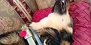 Thor is registered to the contest to win money with this photo: animal, black, brown, closeup, collar, comfort, couch, dog, fabric, fur, home, indoor, muzzle, pattern, pet, pillow, relaxed, resting, sleeping, teeth