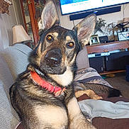 Thor joined the competition — help win amazing prizes! animal, black, brown, canine, collar, couch, curious, dog, domestic_animal, ears, face, fur, german_shepherd, home, indoor, living_room, looking, nose, pet, relaxed