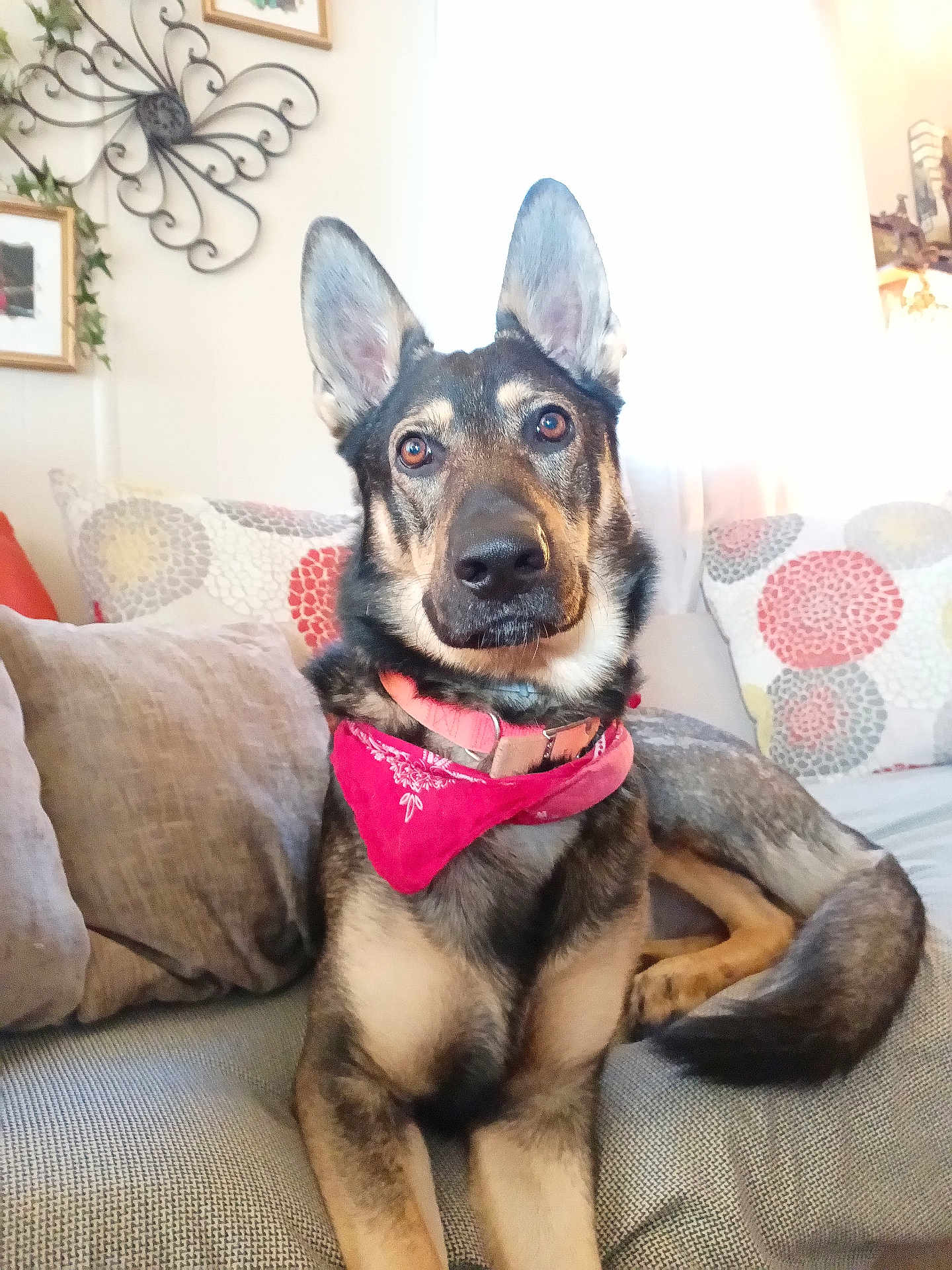 Thor is registered to the contest to win money with this photo: alert, animal, bandana, canine, comfortable, couch, dog, domestic, ears, fur, german_shepherd, home, indoor, living_room, pet, pillows, pink, portrait, relaxed, resting