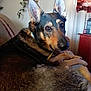 Thor joined the competition — help win amazing prizes! animal, black, brown, canine, collar, comfort, couch, dog, ears, eyes, face, fur, furniture, home, indoors, living_room, pet, portrait, relaxed, resting