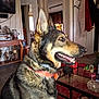 Thor joined the competition — help win amazing prizes! canine, carpet, coat, collar, cushion, dog, door, furniture, german_shepherd, glass_table, household_items, indoor, lamp, living_room, mammal, mirror, pet, plant, table, television