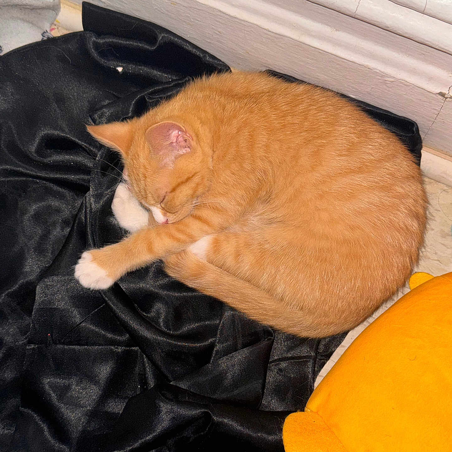 Nala Rosé is registered to the contest to win money with this photo: abyssinian, animal, blanket, cat, chair, couch, cushion, furniture, hardwood, homedecor, indoors, kitten, manx, person, pet, plywood, quilt, sleeping, velvet, wood