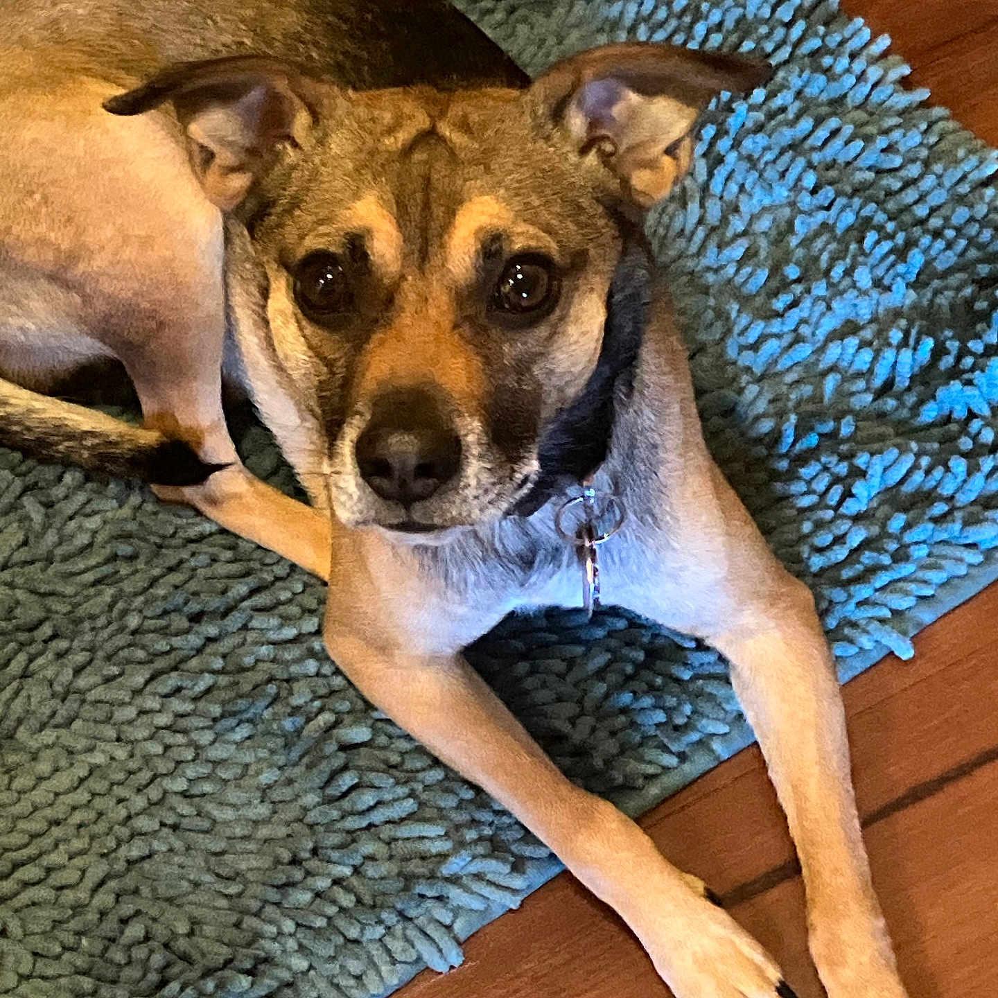 Scoot joined the competition — help win amazing prizes! animal, black_nose, blue_rug, brown_fur, canine, collar, companion, cute, dog, domestic_animal, ears, eyes, indoor, laying_down, looking_up, paws, pet, relaxed, rug, wood_floor