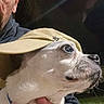 dog, bulldog, pet, animal, canine, cap, hat, close_up, portrait, face, muzzle, nose, eyes, fur, white_fur, brown_fur, vehicle, car, human, indoor