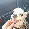 dog, puppy, pet, tongue, panting, white_fur, pointy_ears, collar, harness, car, car_interior, seat, dashboard, hand, chin_scratch, close_up, portrait, cute, funny, animal