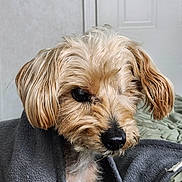 Shaggy joined the competition — help win amazing prizes! dog, small_dog, shaggy_dog, tan_fur, floppy_ears, black_nose, brown_eyes, close_up, portrait, pet, canine, indoor, blanket, bed, cozy, sleepy, cute, long_hair, home, animal