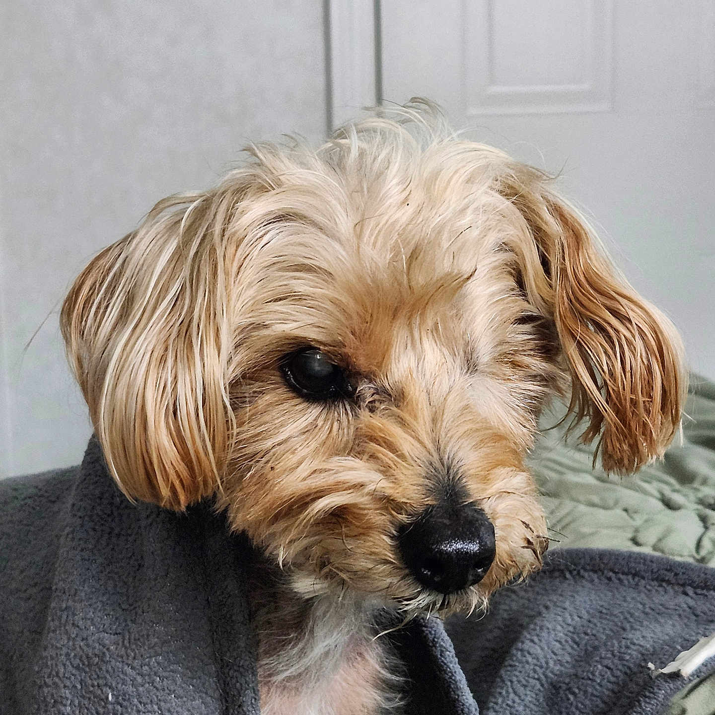 Shaggy