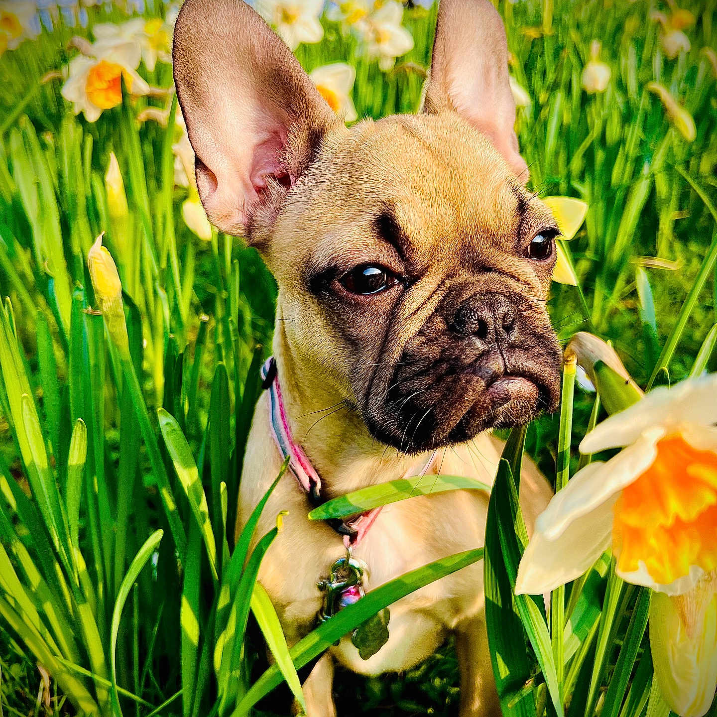 Nala participe au concours pour gagner de l'argent avec cette photo : animal, bulldog, canine, daffodil, daisy, dog, field, flower, frenchbulldog, grass, herbal, herbs, leaf, nature, outdoors, pet, petal, plant, puppy, vegetation