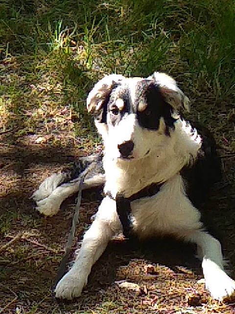 Oops a rejoint le concours — aidez-le/la à gagner de superbes lots ! big_cats, canidae, carnivore, companion_dog, dog, dog_breed, fawn, felidae, fur, grass, hunting_dog, plant, snout, soil, sporting_group, tail, terrestrial_animal, wildlife, working_animal, working_dog