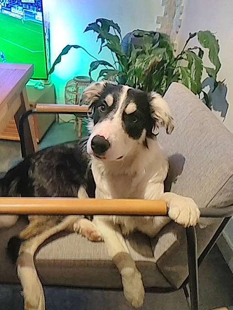 Oops a rejoint le concours — aidez-le/la à gagner de superbes lots ! canidae, carnivore, chair, comfort, companion_dog, couch, dog, dog_breed, fawn, fur, furniture, herding_dog, houseplant, leisure, plant, recreation, snout, sporting_group, table, working_animal