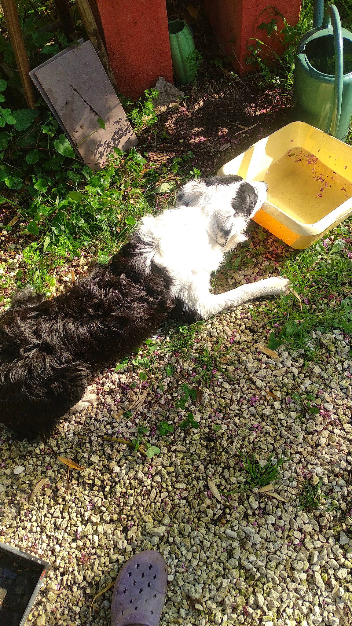 Oops a rejoint le concours — aidez-le/la à gagner de superbes lots ! backyard, carnivore, cat, chair, companion_dog, dog_breed, felidae, fur, garden, grass, groundcover, plant, shrub, small_to_medium_sized_cats, soil, sporting_group, tail, whiskers, yard