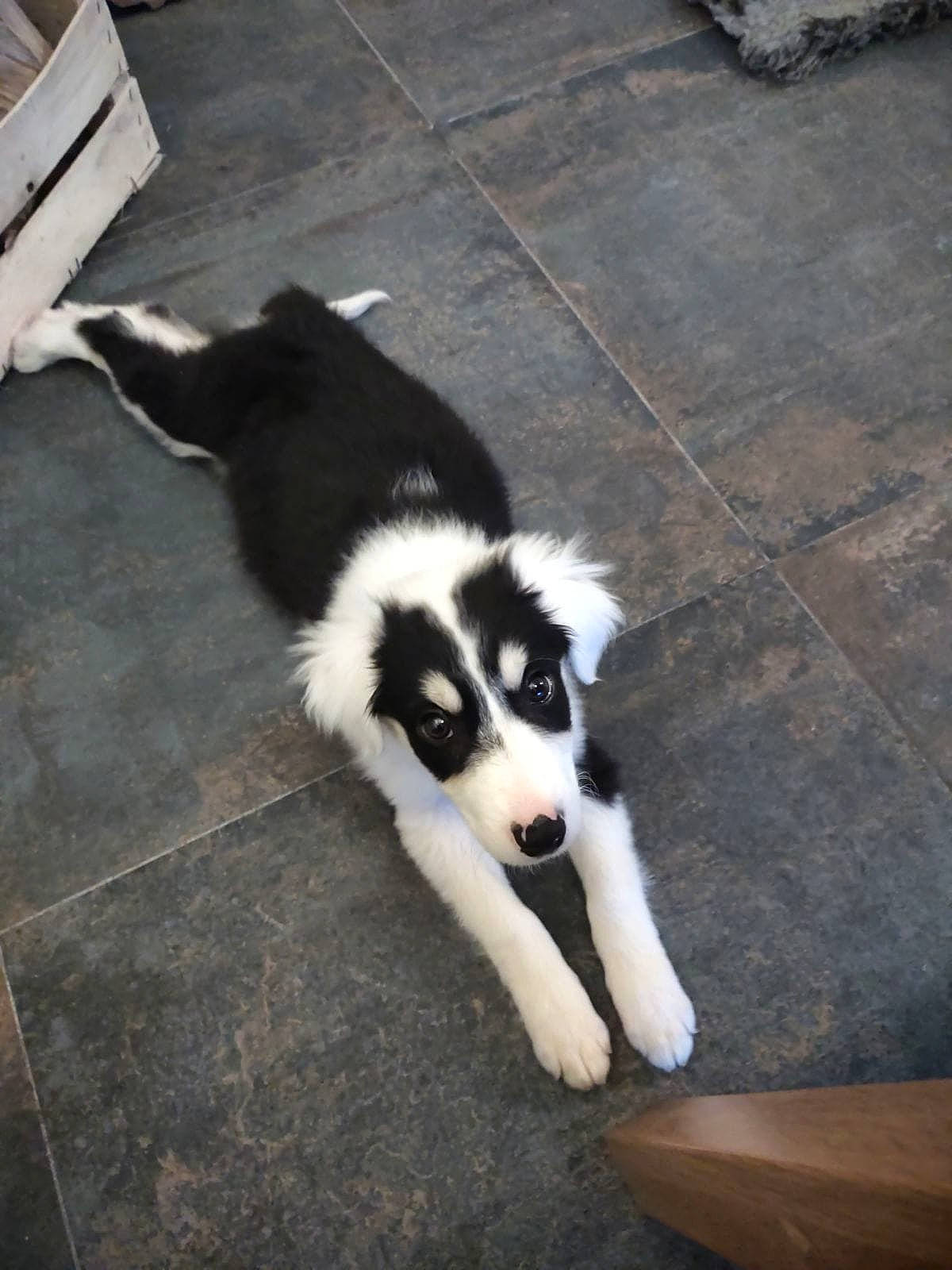 Oops a rejoint le concours — aidez-le/la à gagner de superbes lots ! border_collie, canidae, carnivore, companion_dog, dog, dog_breed, flooring, fur, herding_dog, non_sporting_group, road_surface, shadow, snout, sporting_group, tail, terrestrial_animal, working_animal, working_dog