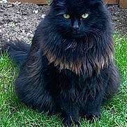 Archie is registered to the contest to win money with this photo: cat, black_cat, fluffy, green_eyes, grass, outdoor, pet, animal, feline, sitting, nature, garden, fur, whiskers, cute, domestic_cat, mammal, portrait, alert, background_plant