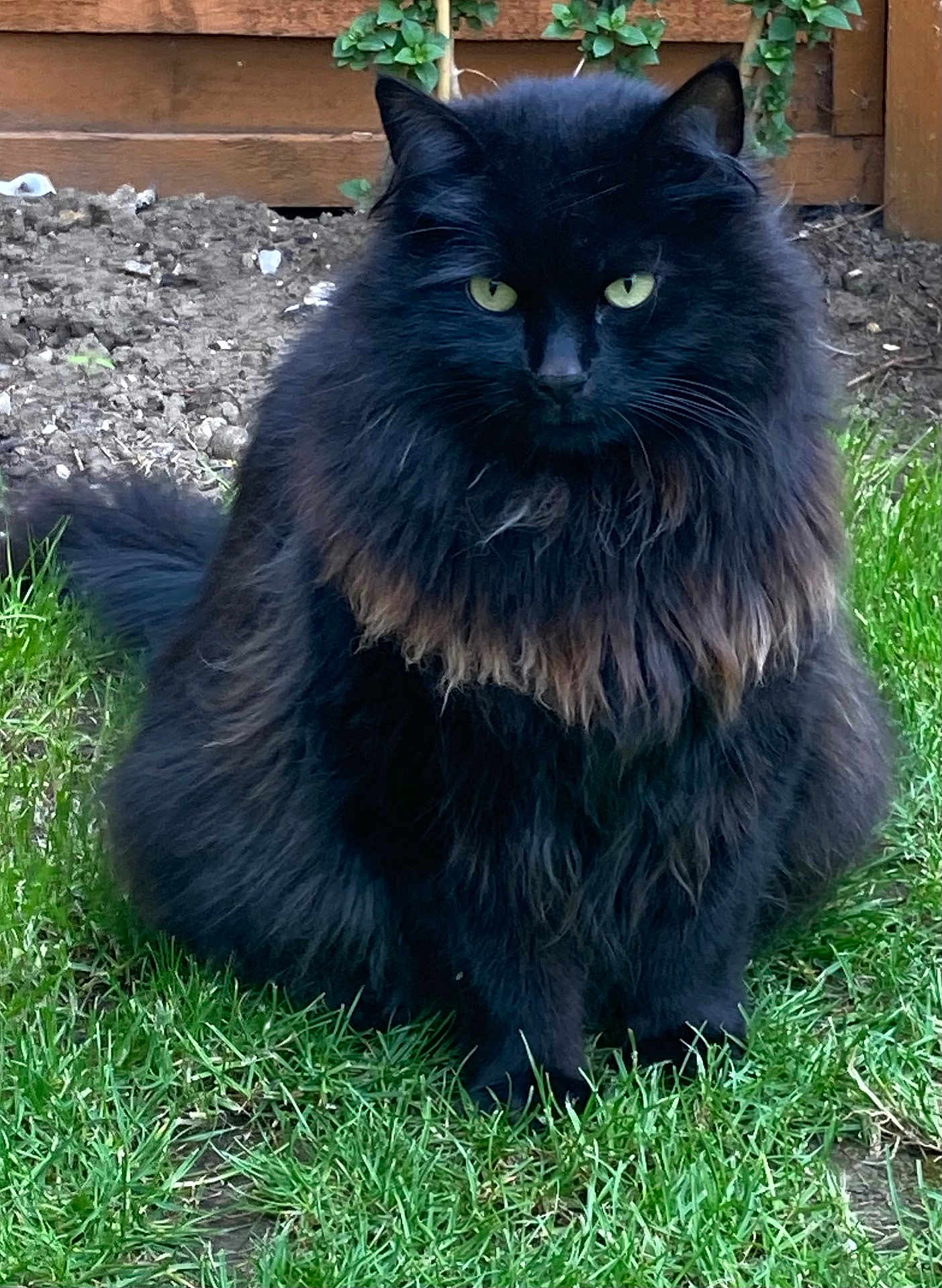 Archie is registered to the contest to win money with this photo: cat, black_cat, fluffy, green_eyes, grass, outdoor, pet, animal, feline, sitting, nature, garden, fur, whiskers, cute, domestic_cat, mammal, portrait, alert, background_plant
