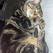 Willow is registered to the contest to win money with this photo: animal, cat, claws, cozy, curled_up, cute, domestic_cat, feline, fur, indoor, nap, paw, pet, relaxed, resting, sleeping, soft_surface, striped, tabby, whiskers