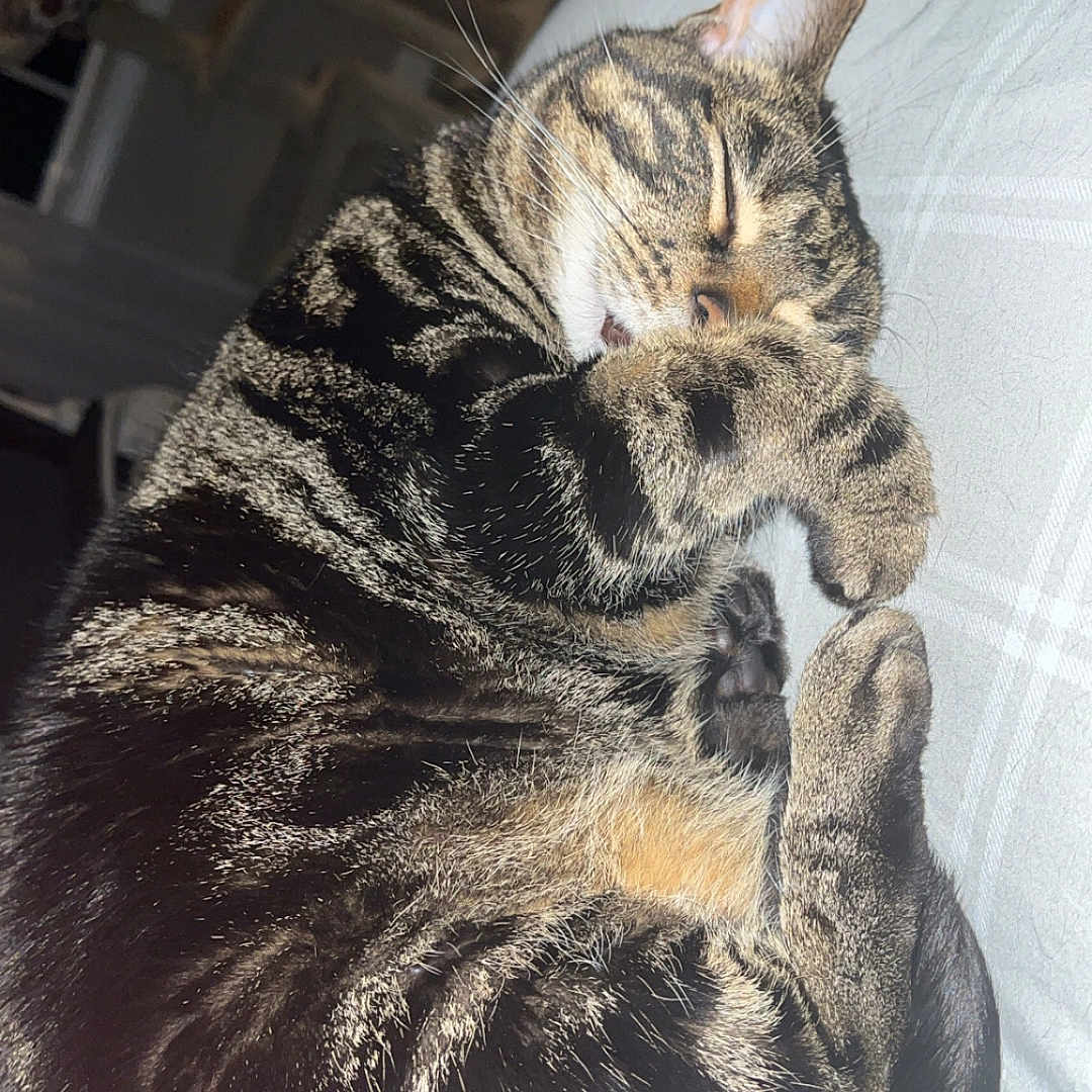Willow