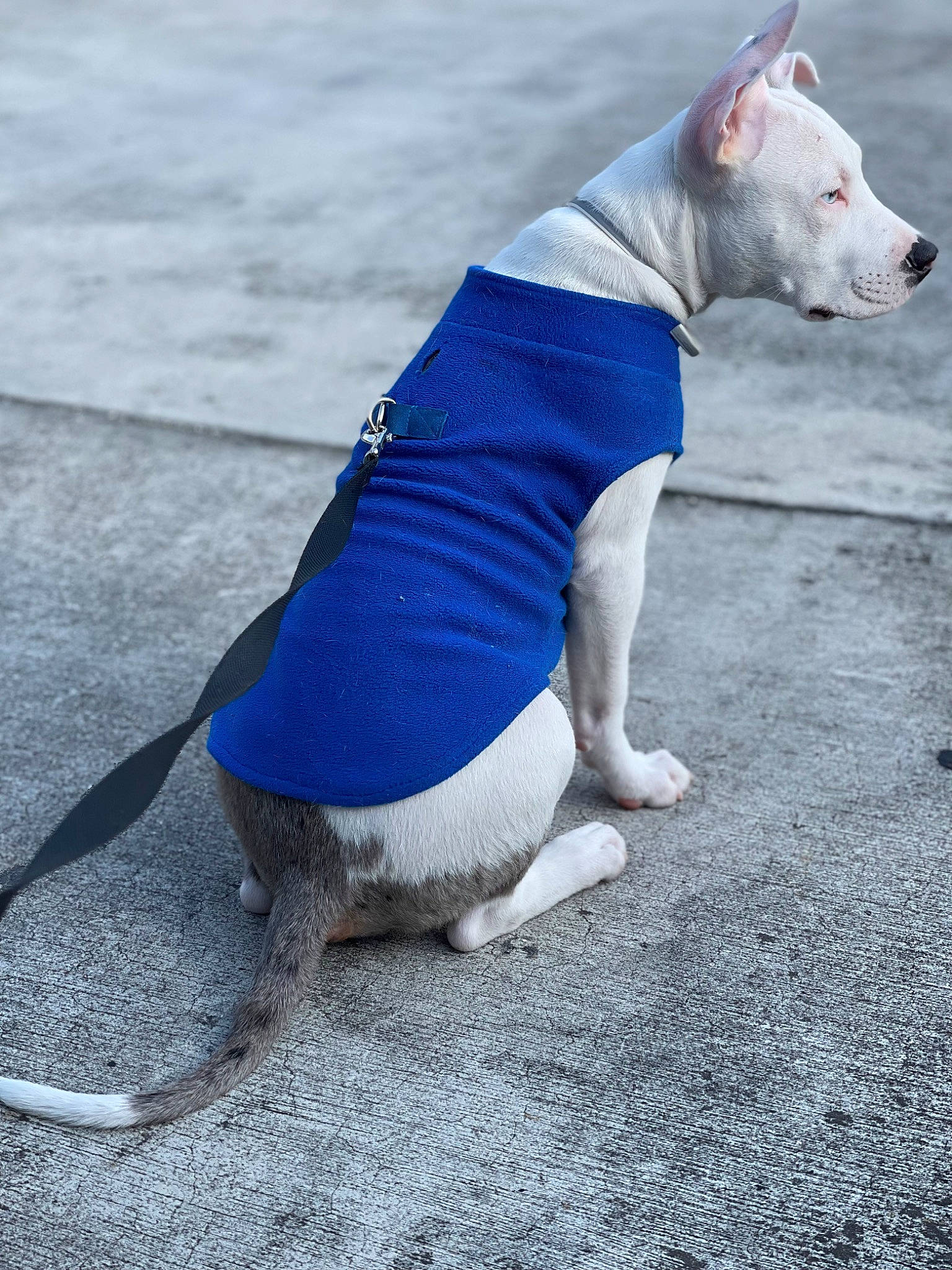 King is registered to the contest to win money with this photo: canidae, carmine, carnivore, collar, companion_dog, dog, dog_breed, dog_clothes, dog_collar, dog_supply, electric_blue, fashion_accessory, fawn, human_leg, leash, snout, sporting_group, tail, thigh, working_animal