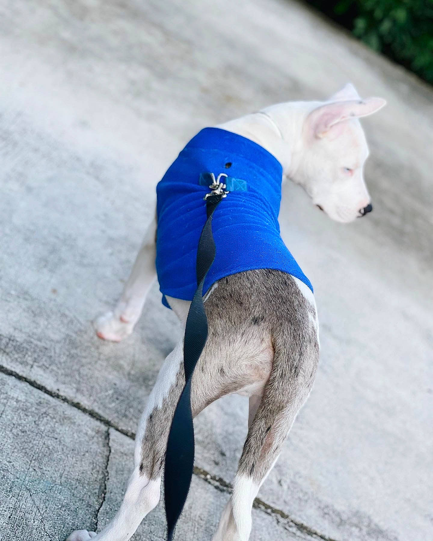 King is registered to the contest to win money with this photo: canidae, carnivore, companion_dog, dog, dog_breed, dog_clothes, dog_supply, electric_blue, fawn, grey, human_leg, knee, pet_supply, snout, sporting_group, sportswear, t_shirt, tail, thigh, working_animal