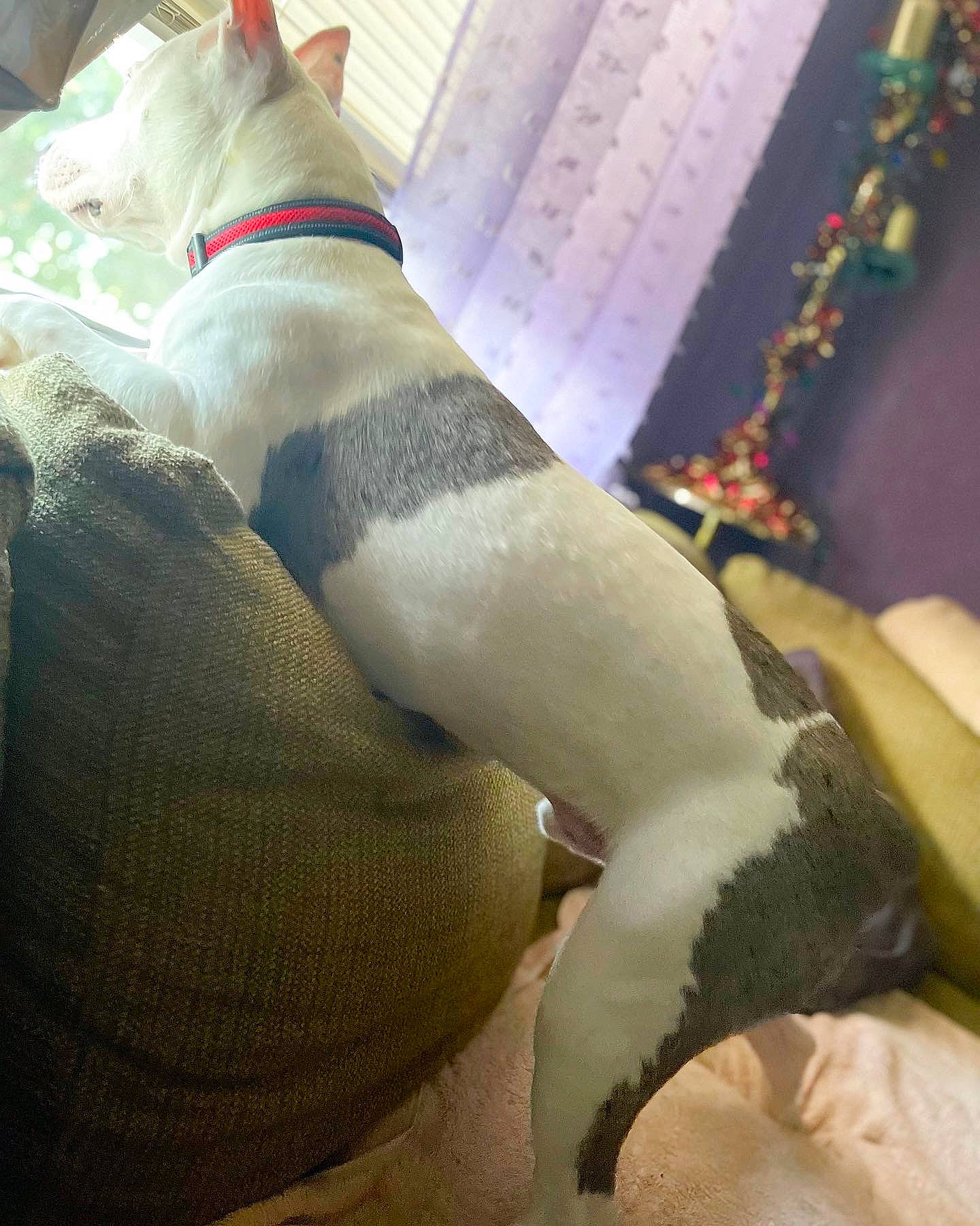 King is registered to the contest to win money with this photo: abdomen, bedding, carnivore, chest, comfort, companion_dog, dog, dog_breed, foot, fur, human_leg, knee, linens, plush, stuffed_toy, tail, thigh, trunk, wool, working_animal