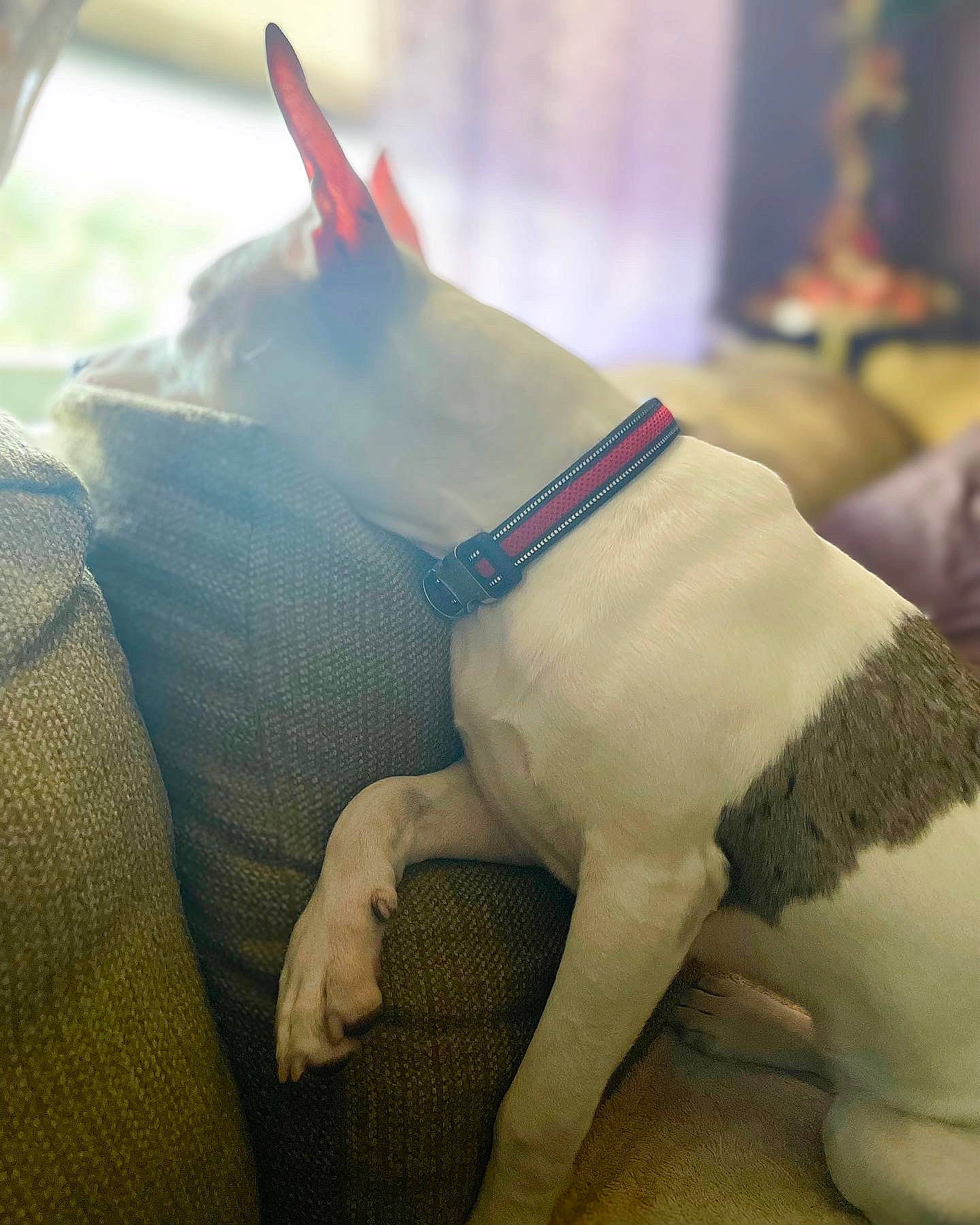 King joined the competition — help win amazing prizes! carnivore, comfort, companion_dog, dog, dog_breed, fawn, felidae, fin, fish, grey, lamnidae, mammal, pet_supply, shark, snout, tail, toy, vertebrate, whiskers, working_animal