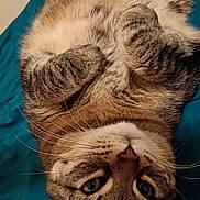 Ling Ling joined the competition — help win amazing prizes! animal, bed, cat, closeup, cozy, curled_paws, cute, domestic_animal, feline, fur, indoor, lying_down, paws, pet, portrait, relaxed, sleepy, tabby, teal_blanket, whiskers