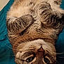 animal, bed, cat, closeup, cozy, curled_paws, cute, domestic_animal, feline, fur, indoor, lying_down, paws, pet, portrait, relaxed, sleepy, tabby, teal_blanket, whiskers