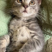 Jax is registered to the contest to win money with this photo: cat, kitten, gray_tabby, fur, whiskers, eyes, ears, nose, mouth, paws, blanket, texture, soft, pet, animal, cute, lying_down, indoor, close_up, curious