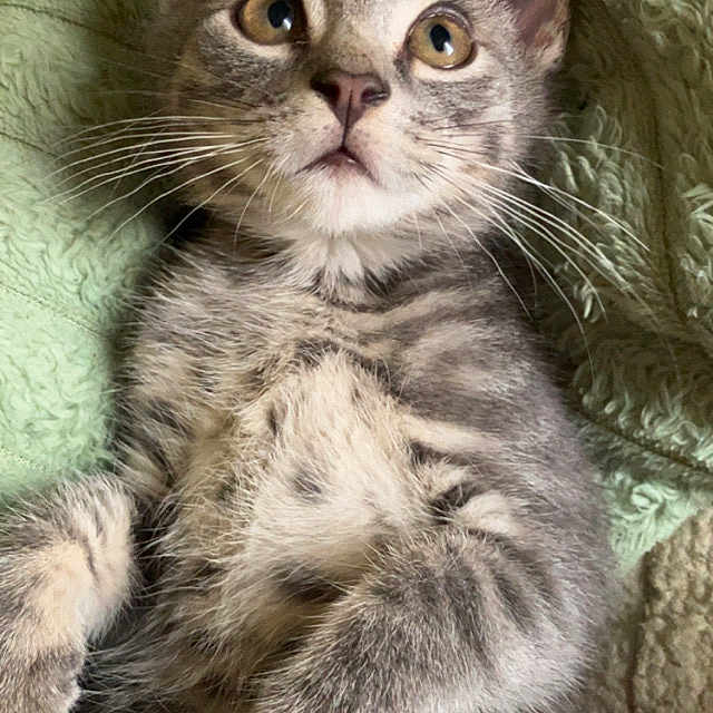 Jax is registered to the contest to win money with this photo: animal, blanket, cat, close_up, curious, cute, ears, eyes, fur, gray_tabby, indoor, kitten, lying_down, mouth, nose, paws, pet, soft, texture, whiskers