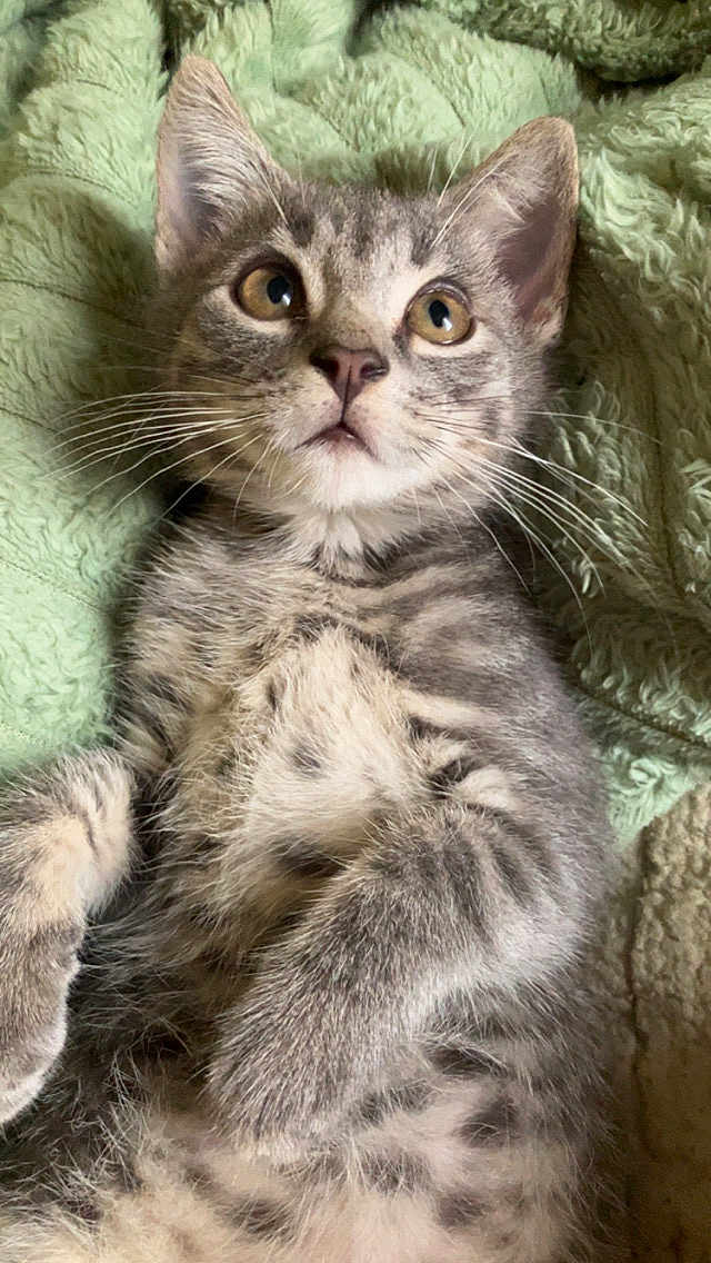 Jax is registered to the contest to win money with this photo: cat, kitten, gray_tabby, fur, whiskers, eyes, ears, nose, mouth, paws, blanket, texture, soft, pet, animal, cute, lying_down, indoor, close_up, curious