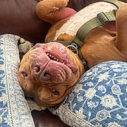 Bruce is registered to the contest to win money with this photo: dog, upside_down, smiling, couch, leather, brown, white, harness, tongue, teeth, nose, paw, cushion, patterned, indoor, pet, relaxed, funny, close_up, cute