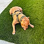 Bruce joined the competition — help win amazing prizes! dog, brown_dog, harness, artificial_grass, chewing, outdoor, pet, canine, animal, grass, sidewalk, daylight, resting, playful, muzzle, paws, fur, muscular, leisure, closeup