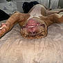 Bruce is registered to the contest to win money with this photo: dog, upside_down, bed, blanket, paw, teeth, tongue, brown_dog, cute, pet, indoor, relaxed, smile, cozy, fur, animal, sleepy, nose, playful, canine