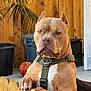 dog, pitbull, fence, harness, basketball, wooden_fence, plant, palm_tree, outdoor, pet, animal, brown_dog, muscular, ears_cropped, leisure, yard, concrete_floor, fence_post, pet_harness, background