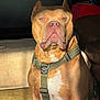 dog, pitbull, harness, indoor, sunlight, muscular, pet, animal, brown, white, canine, portrait, sitting, calm, domestic, closeup, furniture, living_room, shadow, light