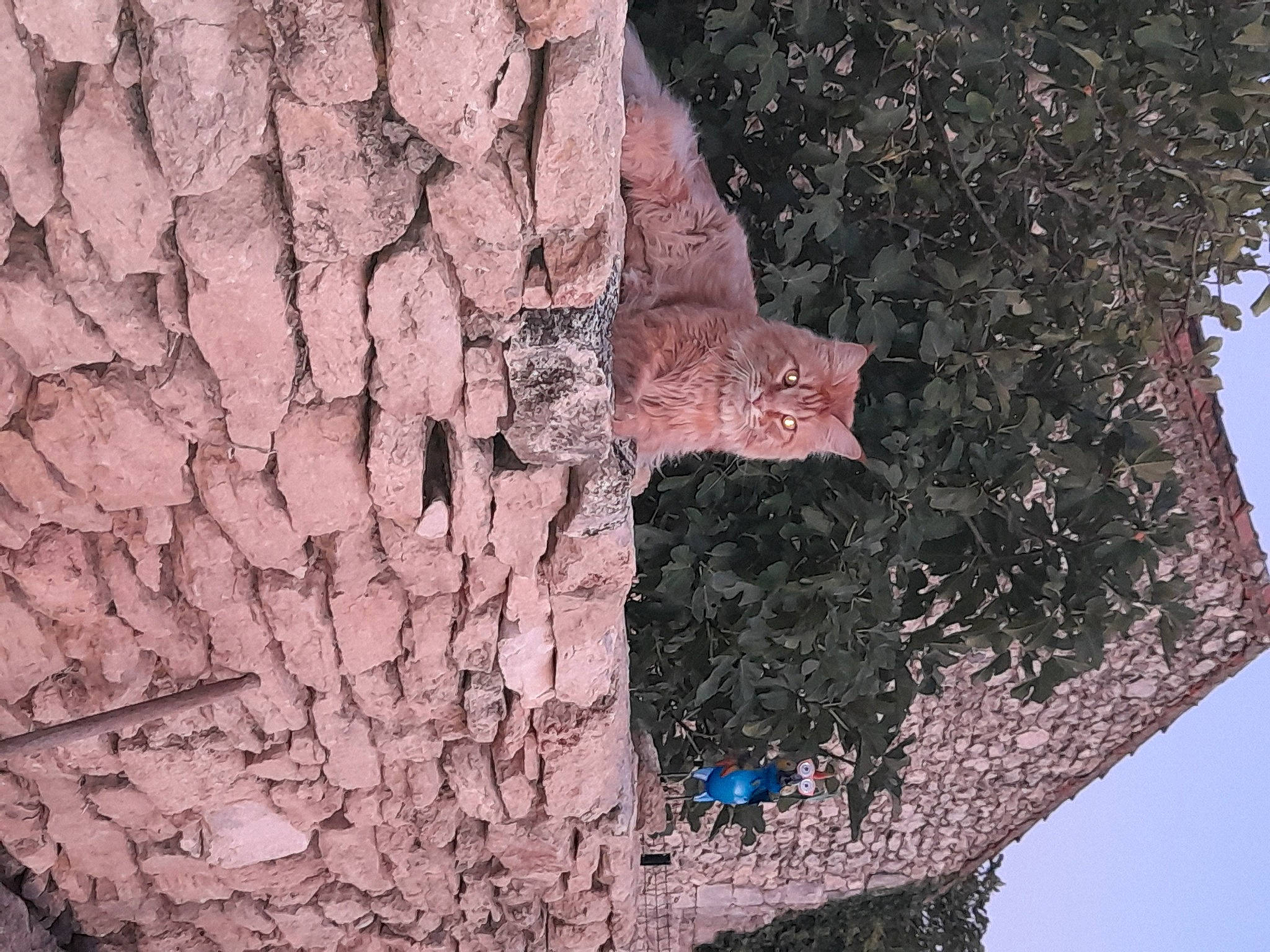 Simba participe au concours pour gagner de l'argent avec cette photo : bedrock, branch, brick, brickwork, formation, geological_phenomenon, geology, landscape, outcrop, pattern, plant, rock, sky, soil, stone_wall, tree, trunk, twig, wood, woody_plant