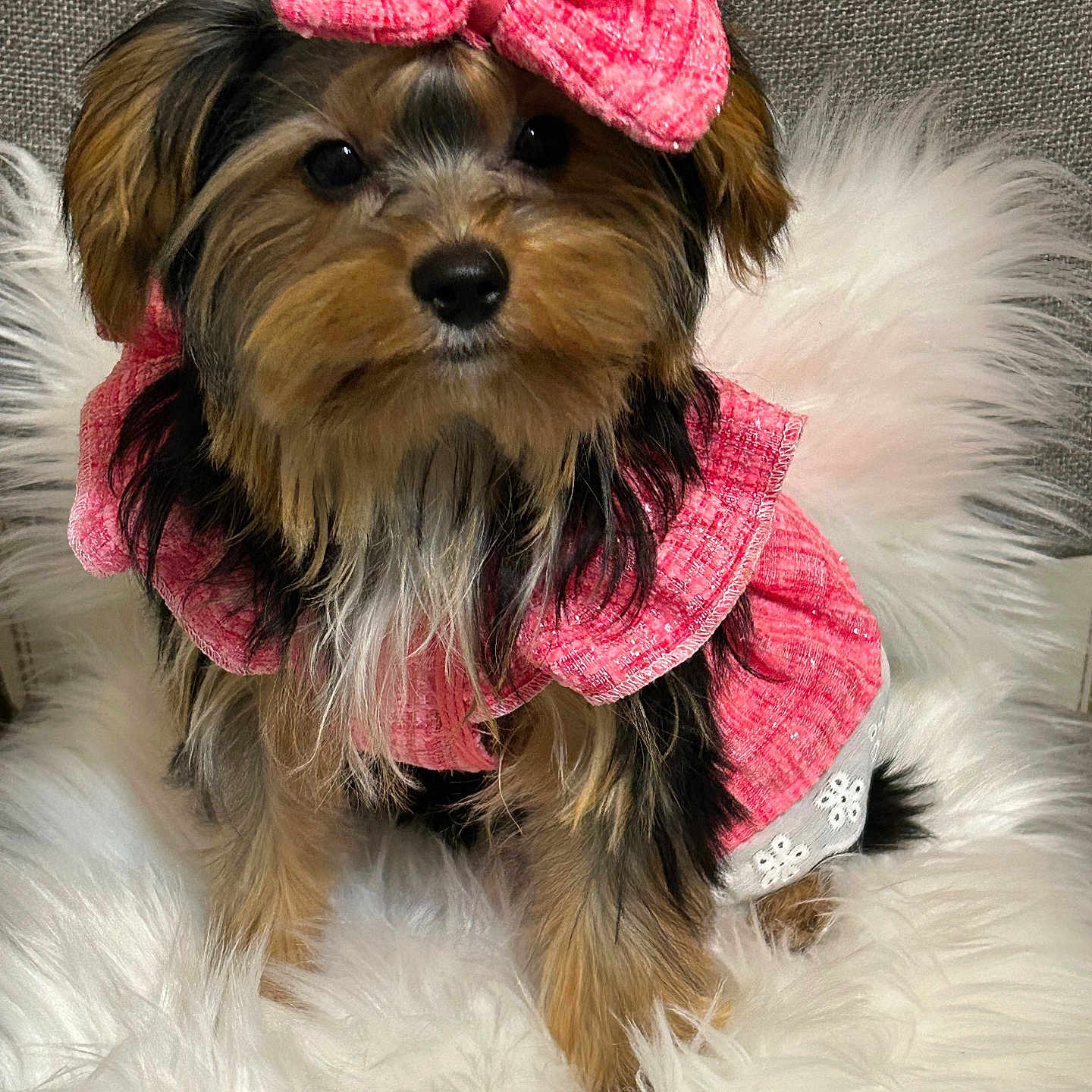 Josie Leigh is registered to the contest to win money with this photo: accessory, adorable, animal, canine, companion, cozy, cute, decor, dog, fashion, fluffy_rug, fur, furry, indoor, pet, pink_bow, pink_clothing, portrait, sitting, small_dog