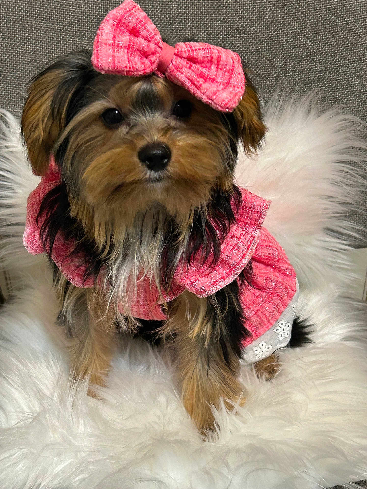 Josie Leigh is registered to the contest to win money with this photo: accessory, adorable, animal, canine, companion, cozy, cute, decor, dog, fashion, fluffy_rug, fur, furry, indoor, pet, pink_bow, pink_clothing, portrait, sitting, small_dog
